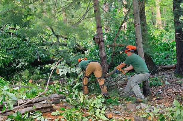 Tree Service